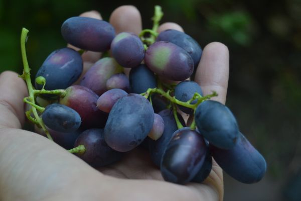 Hand, Natur, Pflanze, Traube, Frucht, Beere