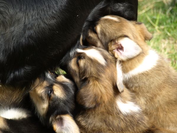 mignonne,animal de compagnie,mammifère,chiot,chien,assoiffé