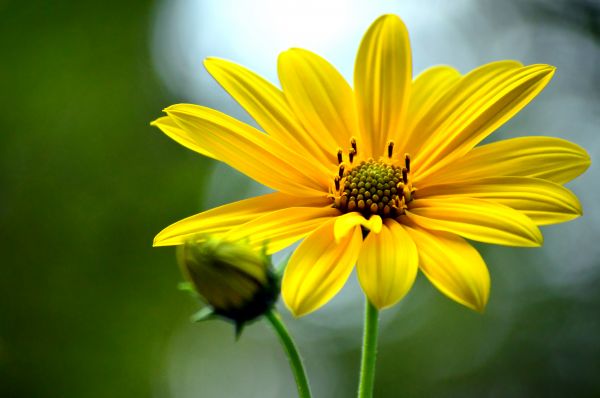 natur, växt, fotografi, blomma, kronblad, solljus