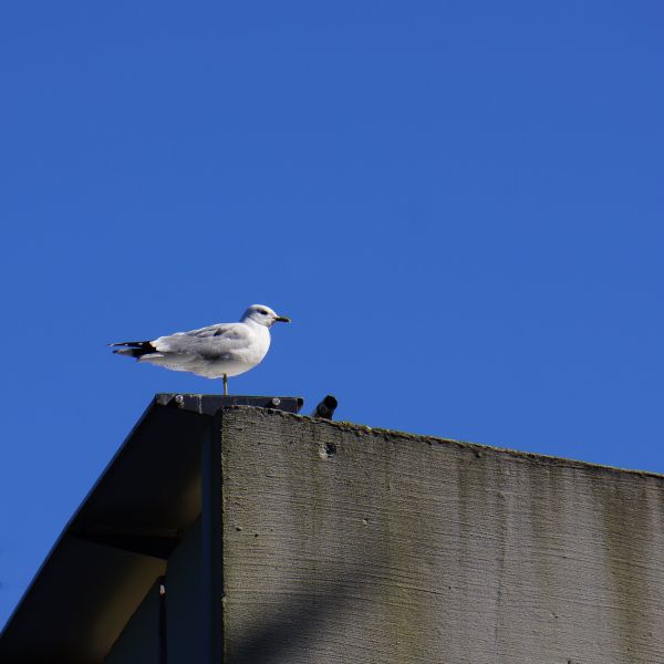 pássaro,Ave marinha,gaivota,asa,céu,voar