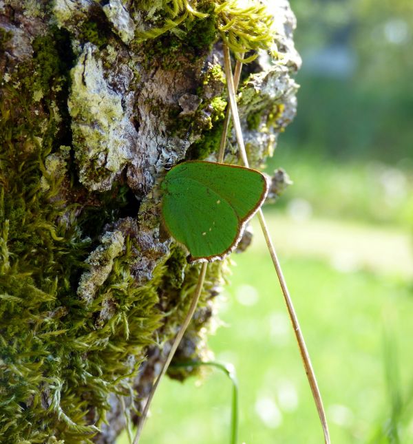 copac,natură,pădure,iarbă,ramură,plantă