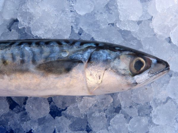 hielo, pescado, sardina, bajo, vertebrado, Bonito