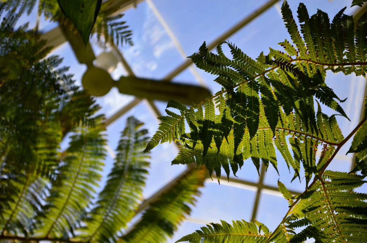 árbol, naturaleza, bosque, rama, planta, cielo, luz de sol, hoja, flor, verde, selva, botánica, flora, invernadero, helecho, Jaca, vegetación, selva, habitat, zona tropical, mimosa, entorno natural, Planta leñosa, Planta de tierra, Son escalas, Familia de palmeras