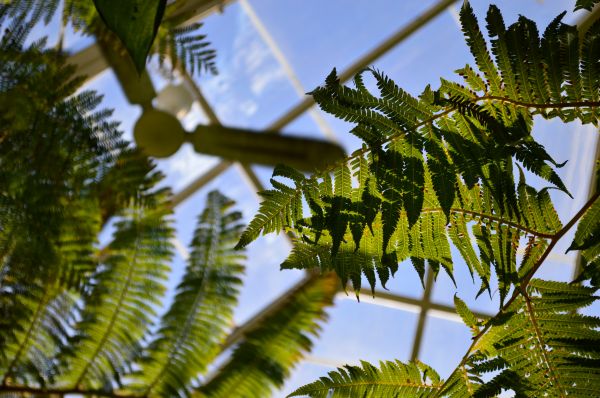 árbol,naturaleza,bosque,rama,planta,cielo