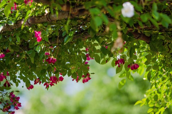 albero, natura, ramo, fiorire, pianta, luce del sole