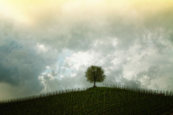 木,風景,自然,草,地平線,雲