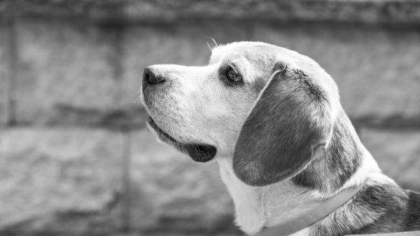 noir et blanc, blanc, chiot, chien, mammifère, noir