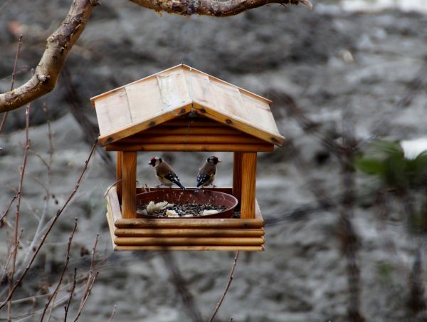 bois,éclairage,des oiseaux,chardonneret,mangeoire pour les oiseaux