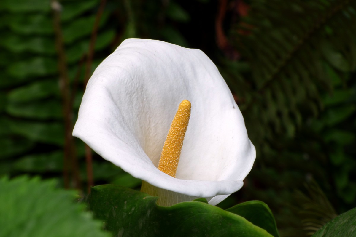 Natur, blühen, Pflanze, Weiß, Blatt, Blume, Blütenblatt, Pollen, Frühling, Grün, Makro, Botanik, Flora, Fauna, Wildblume, Nahansicht, Schönheit, Cala, Tropen, Arum, Makrofotografie, Natürliche blume, Vordergrund, blühende Pflanze, Landanlage