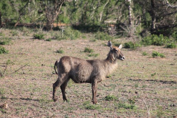 prerie, animale sălbatice, cerb, turmă, păşune, pășunat