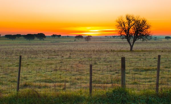 landscape, tree, nature, grass, outdoor, horizon