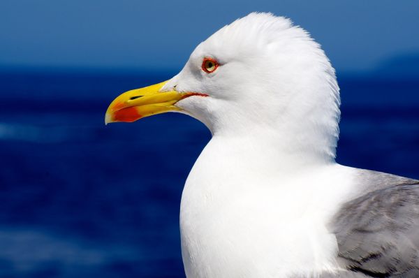 fugl,virveldyr,nebb,gråmåke,måke,western gull