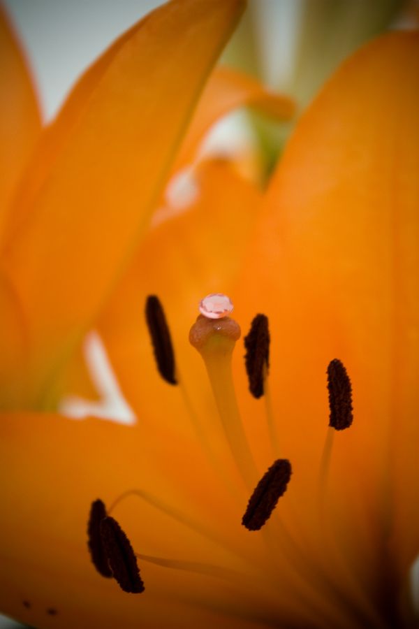 la nature, plante, lumière du soleil, feuille, blanc, la photographie