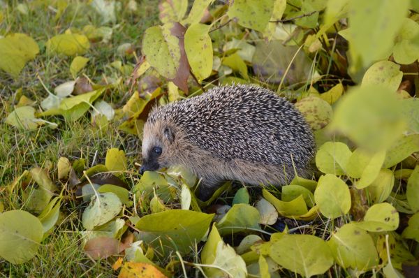 list,zvěř a rostlinstvo,savec,zahrada,fauna,ježek