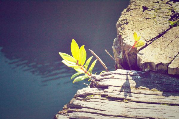 tree,nature,light,growth,sea,rock