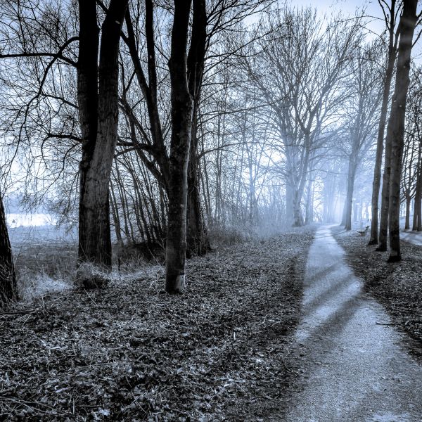 landscape, tree, nature, forest, path, branch