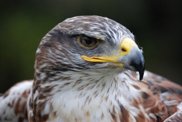 la nature, de plein air, région sauvage, oiseau, aile, animal