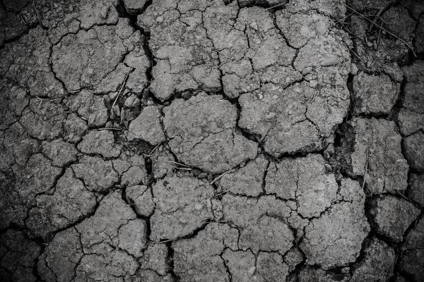 Preto e branco,Chão,textura,árido,deserto,ramo