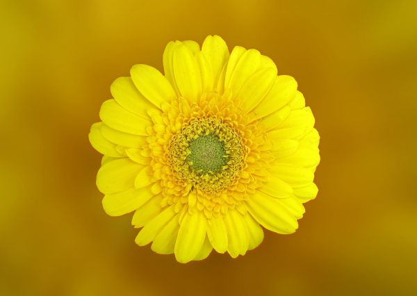 çiçek,bitki,fotoğrafçılık,çiçek,taçyaprağı,Çiçek açmak