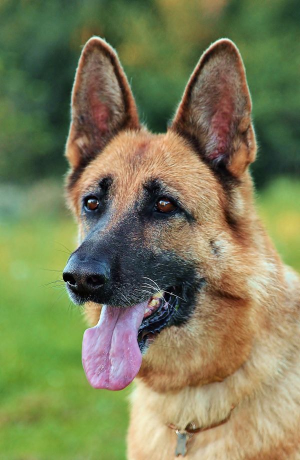 cachorro,retrato,mamífero,pastor alemão,cabeça,vertebrado