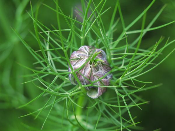 grass, plant, white, flower, leaf, green