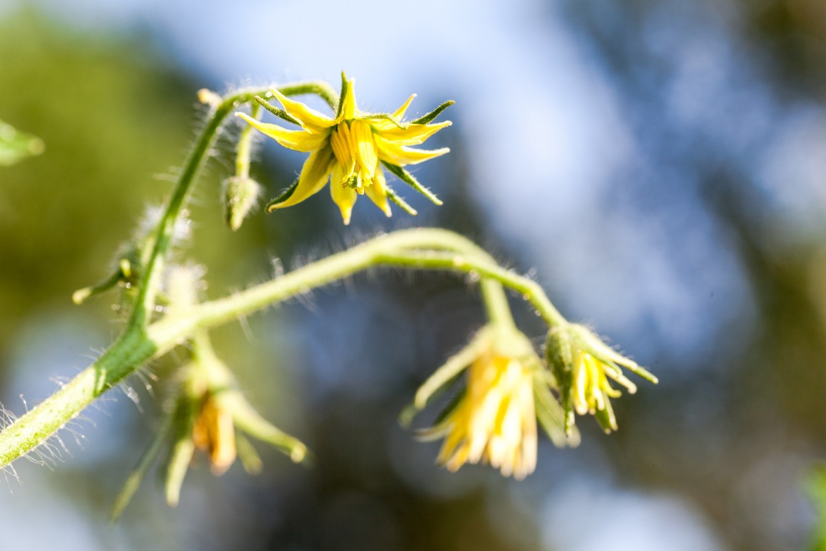 自然, ブランチ, 花, 成長, 工場, ファーム, 写真, フルーツ, 太陽光, 葉, 花, 夏, フード, サラダ, 春, 緑, 農業, 収穫, 成分, 作物, 野菜, 作物, 成長する, ナチュラル, 新鮮な, 植物学, 環境, 受粉, 黄, 農業, 庭園, 健康, フローラ, 生活, 鮮度, トマト, エコ, 生態学, ワイルドフラワー, 閉じる, 栄養, 園芸, 低木, 成長する, トマト, ベジタリアン, 生, 芽, 趣味, オーガニック, マクロ撮影, 肥沃な, 野菜園, 青葉, 開花植物, 新鮮な野菜, 栽培植物, 植物の茎, 陸上植物, 棘と棘