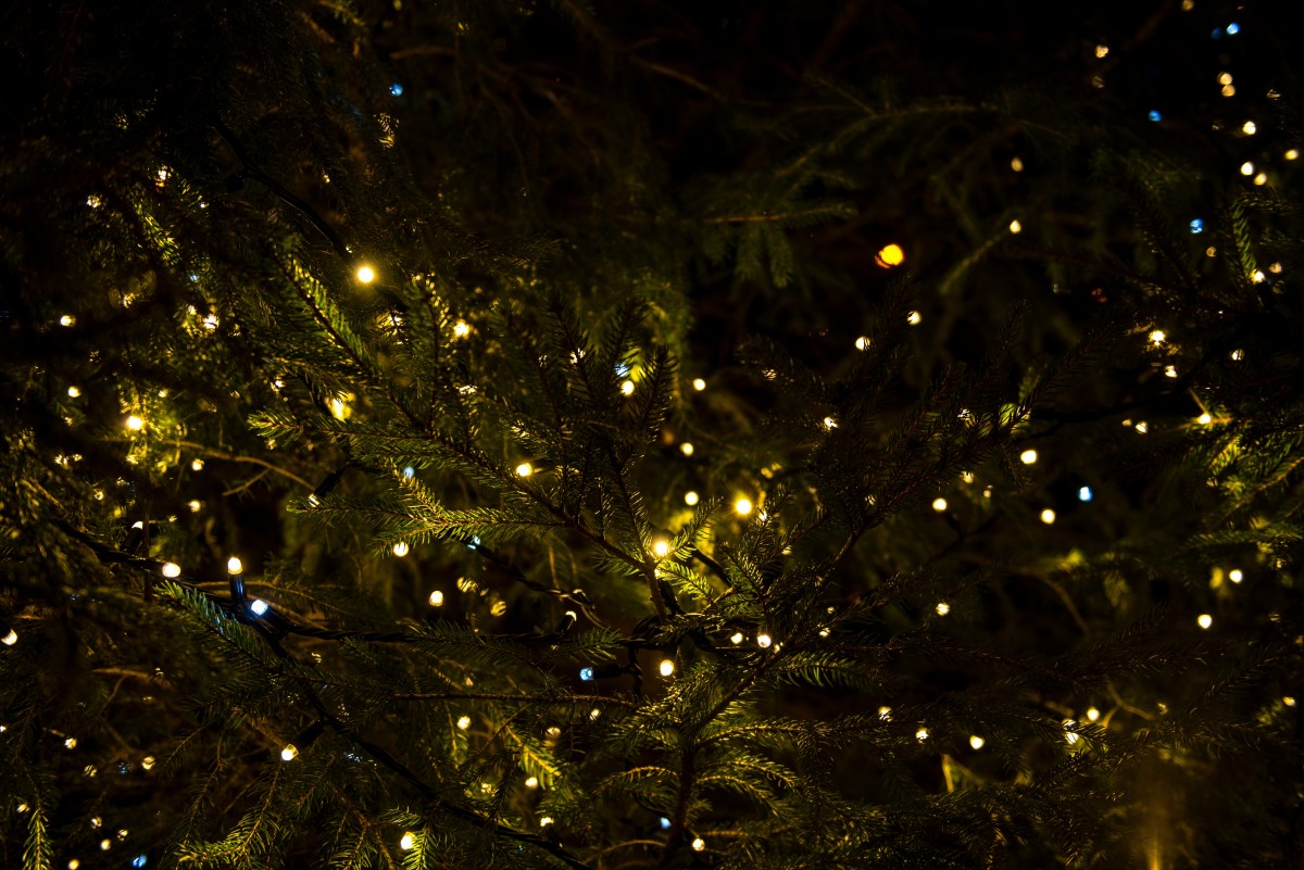 árbol, rama, ligero, noche, insecto, oscuridad, Navidad, luz de Navidad, árbol de Navidad, invertebrado, Decoración navideña