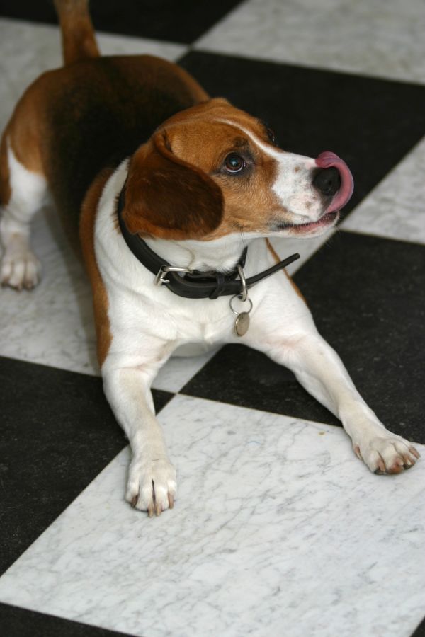 puppy,dog,cute,canine,floor,looking