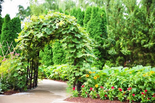 structuur,fabriek,bloem,boom,natuur,zomer