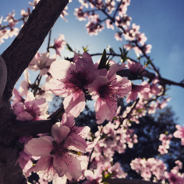 Baum, Natur, Ast, blühen, Pflanze, Blume