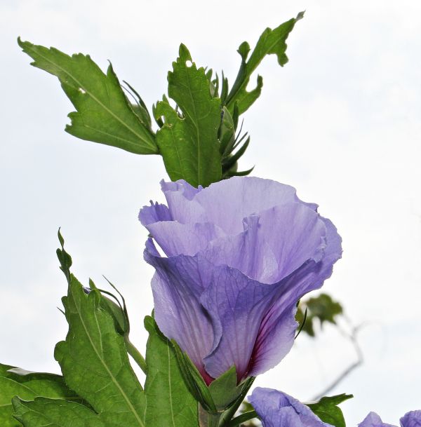 natura,fiorire,pianta,cielo,fiore,fioritura