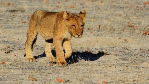 fauna silvestre,África,mamífero,fauna,sabana,león