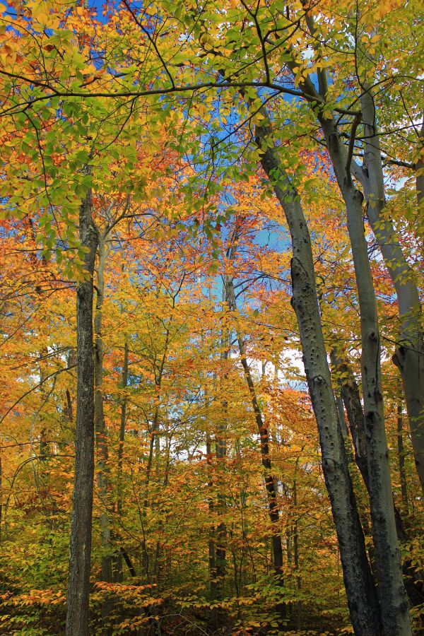 arbre, la nature, forêt, branche, plante, lumière du soleil