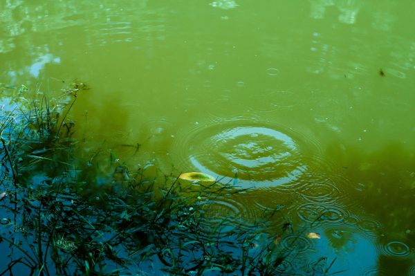 laut, air, alam, sinar matahari, daun, gelombang