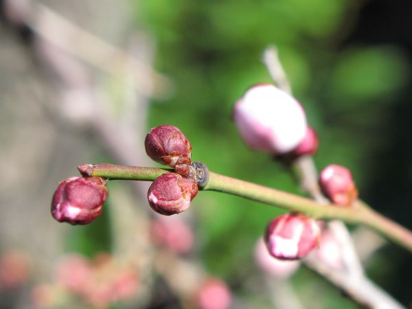 natuur, tak, bloesem, fabriek, fruit, fotografie