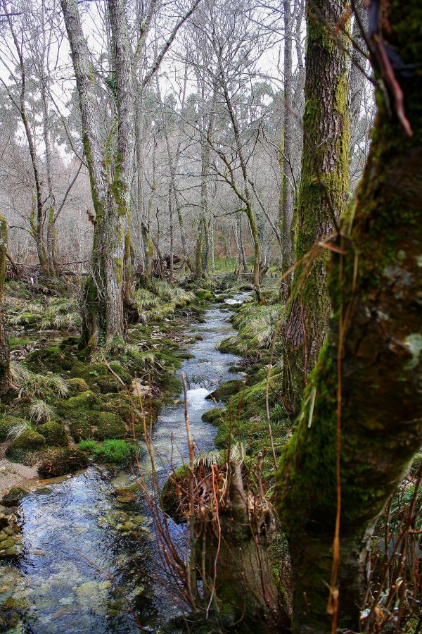 copac, apă, natură, pădure, pârâu, mlaştină