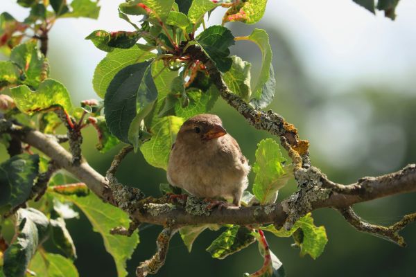 vogel,bek,tak,mus,vink,huismus