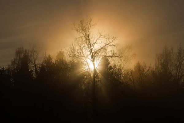 tree, nature, forest, branch, silhouette, light