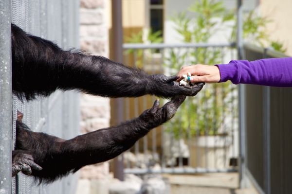 albero,animale,zoo,pelliccia,umano,primate