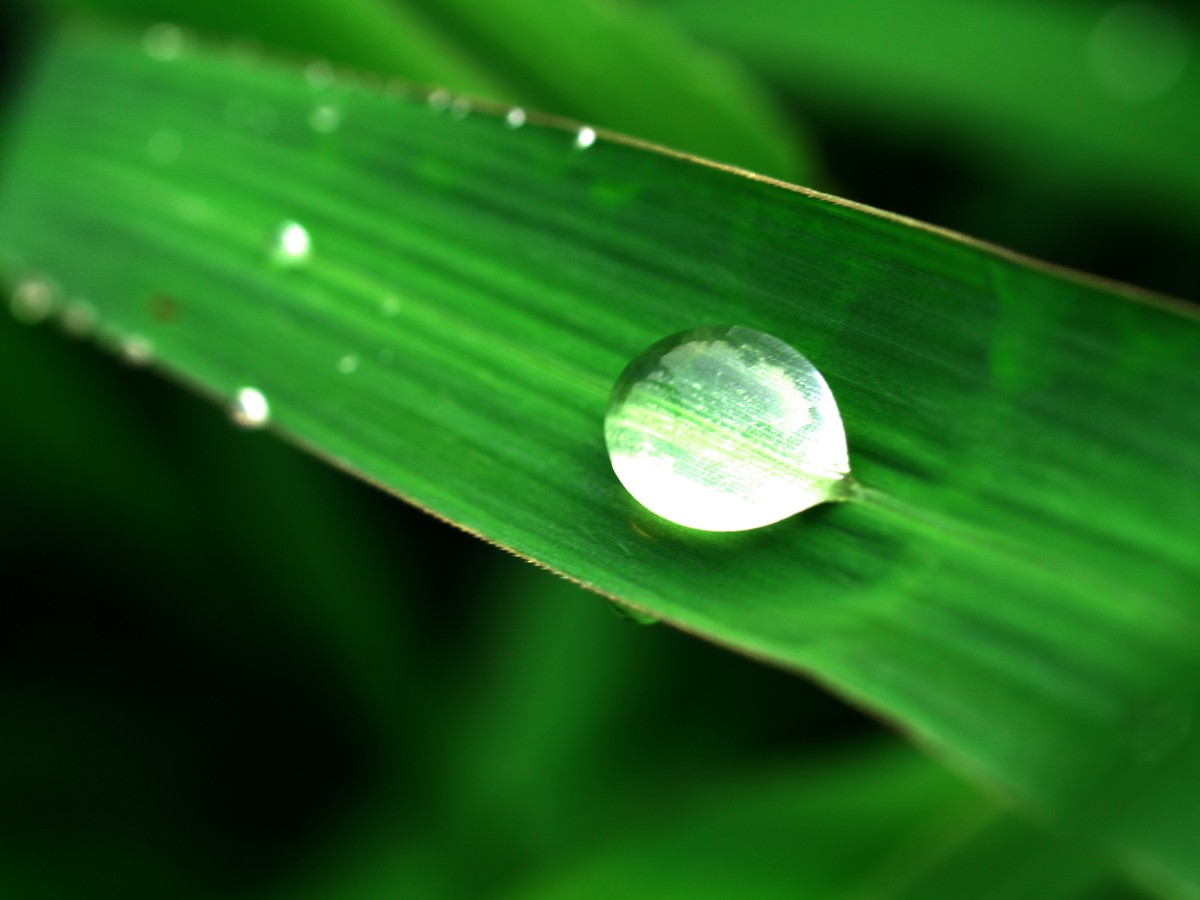 acqua, natura, erba, gocciolina, far cadere, rugiada, liquido, leggero, crescita, pianta, fotografia, prato, luce del sole, mattina, pioggia, foglia, fiore, petalo, goccia di pioggia, bagnato, isolato, estate, ambiente, linea, verde, riflessione, erba, macro, piccolo, tempo metereologico, condensazione, giallo, avvicinamento, salutare, flora, bolla, cerchio, vita, freschezza, avvicinamento, all'aperto, goccia di rugiada, luminosa, clima, gocce, sfera, ornamentale, purezza, armonia, umidità, fotografia macro, staminali vegetali