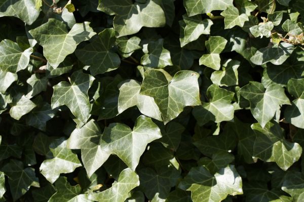 light, structure, plant, texture, leaf, flower