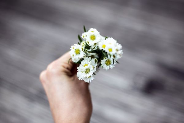 Hand, blühen, Pflanze, Weiß, Fotografie, Blume