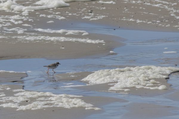 plaża,morze,Wybrzeże,woda,Natura,na wolnym powietrzu