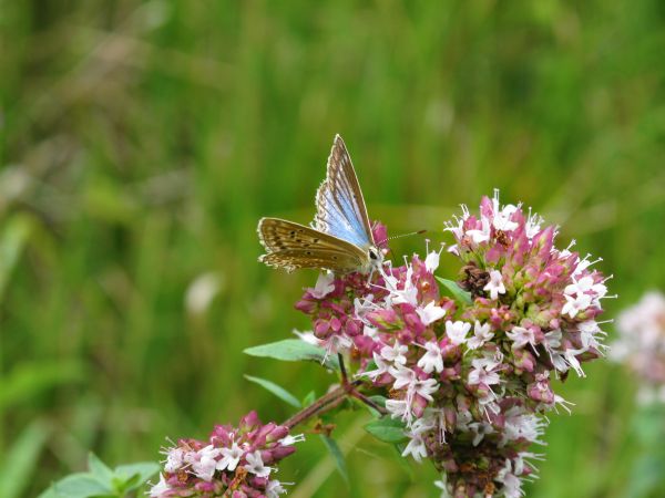 natureza,plantar,Prado,pradaria,flor,país