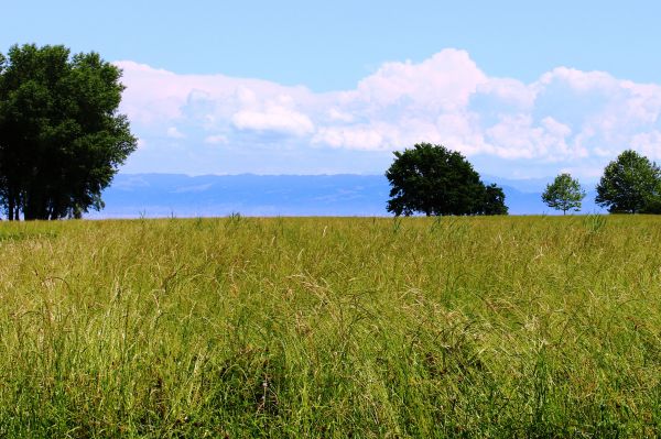 paesaggio, albero, natura, erba, orizzonte, palude