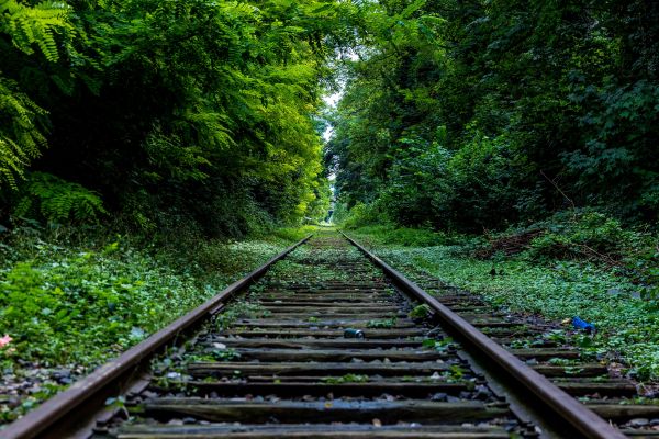 albero,natura,foresta,traccia,ferrovia,Ferrovia