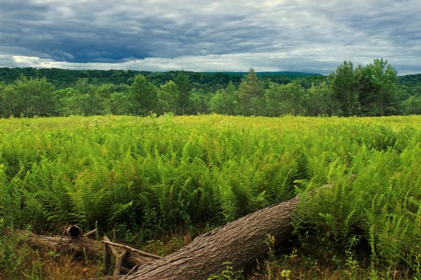 peisaj, copac, natură, pădure, iarbă, mlaştină