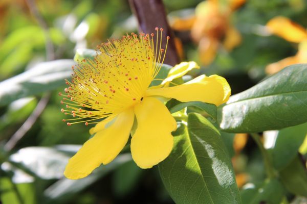 Natur, blühen, Pflanze, Blatt, Blume, blühen