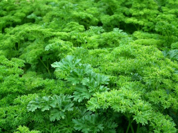 plant,flower,green,food,salad,harvest