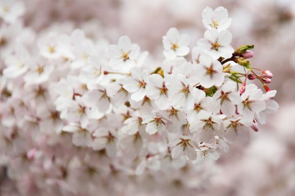 arbre,fleur,plante,blanc,feuille,branche